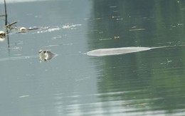 Có nhiều hơn một cá thể rùa Hoàn Kiếm ở hồ Đồng Mô