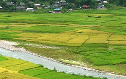 Thủ tướng đồng ý chuyển hơn 400ha đất trồng lúa sang đất phi nông nghiệp