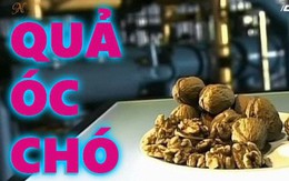 [Vietsub] Hạt óc chó được sản xuất như thế nào?