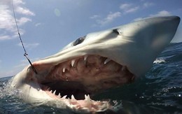 Những điều bất ngờ và thú vị về loài cá mập