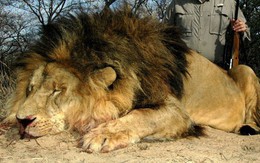 Cảnh báo: Không chỉ tê giác và hổ, sư tử châu Phi cũng sẽ sớm biến mất thôi