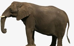 Voi châu Á, loài voi thông minh và độc đáo