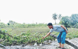 ‘Chạy lũ chồng lũ, tôi trắng tay rồi, chú à!’