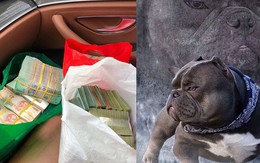 Thanh niên Việt rút 2,6 tỷ trong ngân hàng, lặn lội sang nước ngoài để mua bằng được chú chó mình yêu thích