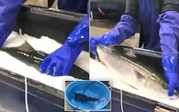 Công nghệ "cá chết đi sống lại" ở Nhật Bản