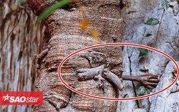 Cây bồ đề 3.000 năm tuổi mọc rễ giống 'bàn tay Phật'