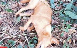 Chú chó hy sinh khi cứu cả gia đình nhà chủ khỏi trăn dài 6m