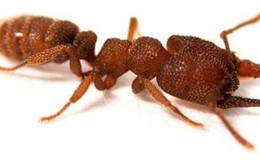 Sở hữu cú kẹp hàm tốc độ 320 km/h, cắn một phát chỉ mất 0,000015 giây, loài kiến lạ được vinh danh "động vật nhanh nhất thế giới"