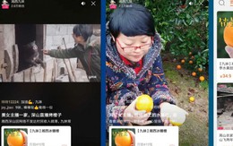 Nông dân Trung Quốc livestream, bán hết 1.000 tấn cam trong 13 ngày
