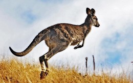 Những sự thật ít biết về loài kangaroo