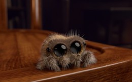 Khoa học bảo là đừng giết nhện, vừa bớt nghiệp sát sinh lại tốt cho hộ gia đình