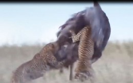 VIDEO: Kịch tính cảnh báo săn truy sát đà điểu