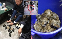 Người phụ nữ giấu 24 con chuột dưới váy bị bắt ở Đài Loan