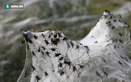 “Mưa nhện” xảy ra ở Brazil, các nhà khoa học nói gì?
