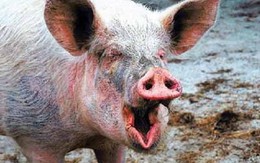 Những điều bất ngờ và thú vị về loài lợn