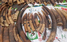 Bắt giữ lô hàng hơn 2 tấn ngà voi và vảy tê tê được khai báo là gỗ gõ