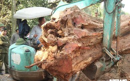 Dân làng mua thùng container 40 triệu đồng, cử 23 người bảo vệ gỗ cây sưa trăm tuổi vừa đốn hạ