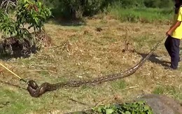 Video: 'Hoảng hồn' khi đụng phải trăn khủng 5 mét trong bụi rậm