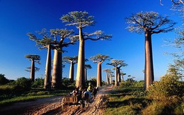 Nguyên nhân cây "biểu tượng ngàn năm" châu Phi chết hàng loạt