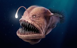 Loài cá "xấu xí nhất hành tinh" sống cô đơn dưới biển sâu