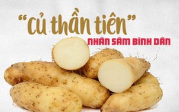 Loại khoai dân dã được Đông y gọi là "củ thần tiên", "nhân sâm bình dân": Tốt thế nào?