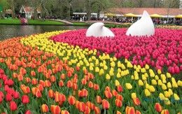 Hoa Tulip Hà Lan khoe sắc rực rỡ khi xuân về