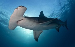 Vén màn bí ẩn: Cá mập đầu búa có cái “búa” để làm gì?