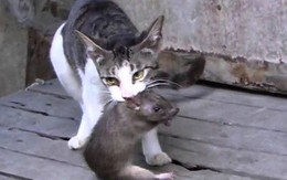 Bị mèo tấn công, chuột già cứu mạng 2 chuột nhắt theo cách ít ai ngờ đến: Con người nên học