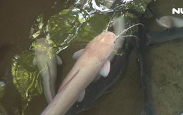 [Video] - Ngắm đàn cá trê dài cả mét tại chùa Ngọc Hoàng