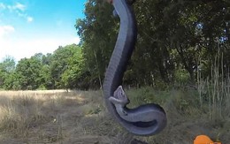 Video rắn khôn ngoan quằn quại giả chết để thoát khỏi nguy hiểm