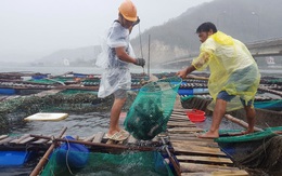 Người dân chạy đua với bão Nakri, vớt tôm cá trước giờ bão đổ bộ