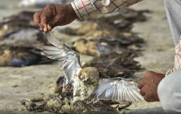 Hơn 2.400 con chim chết bên hồ, phủ kín gần 200 km vuông