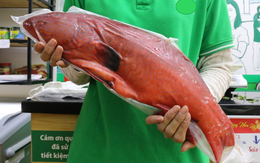 Cá Mú đỏ cực hiếm có giá bằng cả chỉ vàng