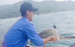 Ngư dân đảo Cù Lao Chàm thả rùa xanh quý hiếm về biển