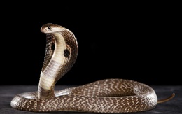 Giải mã bí ẩn: Tại sao rắn hổ mang có thể phình rộng phần cổ?