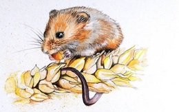 Sau Rằm tháng 10 âm, 6 con giáp có thể đổi vận, tài lộc dồi dào, sức khỏe thịnh vượng