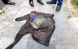 Rùa Hồ Gươm bị câu trộm liệu có phải "hậu duệ cụ rùa” không?