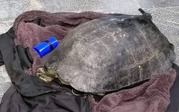 Câu trộm rùa hơn 10kg ở Hồ Gươm: Một "cần thủ" đã chạy thoát