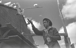 Chuyện lạ thời chiến ở Israel: Binh sĩ nhịn đói chiến đấu, chim bồ câu lại có cả xe tải đồ ăn