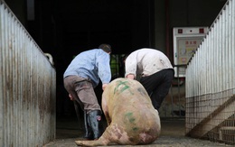 Trung Quốc báo tin "đại hỷ", khủng hoảng thịt lợn vẫn nghiêm trọng: Cả thế giới không giúp nổi