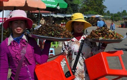 24h qua ảnh: Các cô gái bán dạo côn trùng rán ở Campuchia