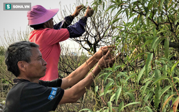 Vặt lá đào thuê, kiếm hơn chục triệu mỗi tháng