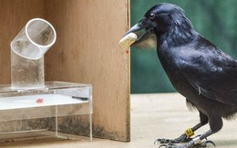 Nghiên cứu mới xác nhận một trong những loài chim thông minh nhất thế giới: QUẠ
