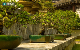 Cây bonsai 400 tuổi, giá 50.000 USD ở Nhật bị trộm: Chủ nhân đưa ra lời khẩn cầu hiếm có