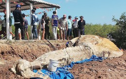 Xử lý xác cá voi 'khủng' đang phân hủy ở Bạc Liêu