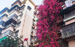 Choáng ngợp cây hoa giấy khổng lồ gần 30 tuổi chảy dài như thác nước phủ kín tòa nhà 9 tầng, trở thành tâm điểm hút khách du lịch