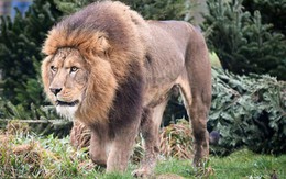 Video: Sư tử tấn công, kéo lê chủ công viên vào bụi rậm