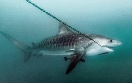 24h qua ảnh: Cá mập bị mắc lưỡi câu của ngư dân