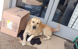 Chó trung thành chờ chủ đã chết suốt hơn một tuần ở bệnh viện