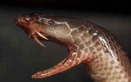 Kỳ lạ: Loài rắn độc có thể tấn công với cách chưa từng thấy ở Tây Phi